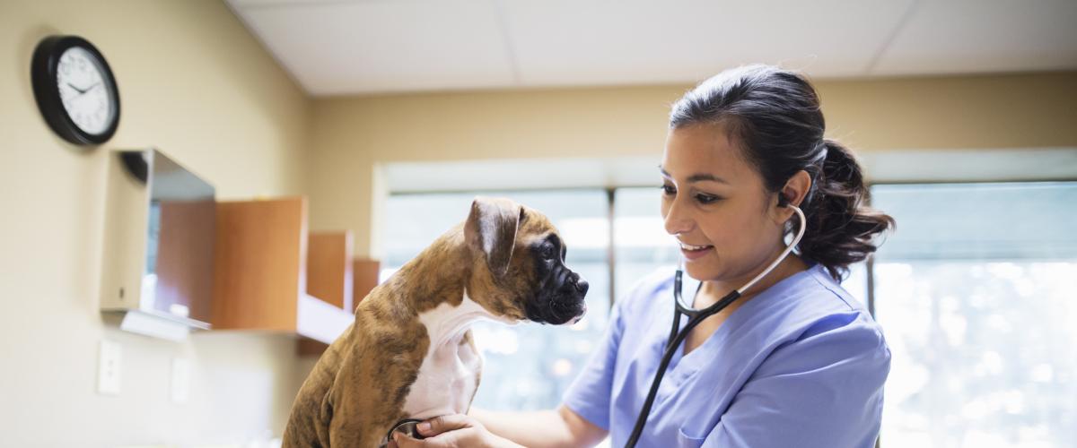 Veterinary Practices at Sandy Spring Bank