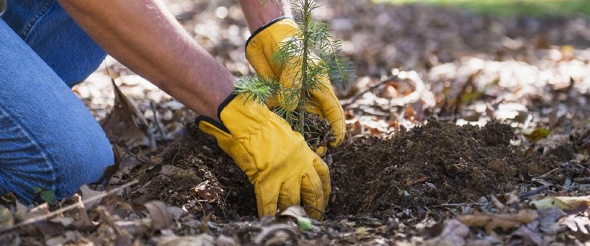 Sandy Spring Bank plants 150 trees to celebrate our 150th Anniversary - a man with yellow work glove planting a fir tree
